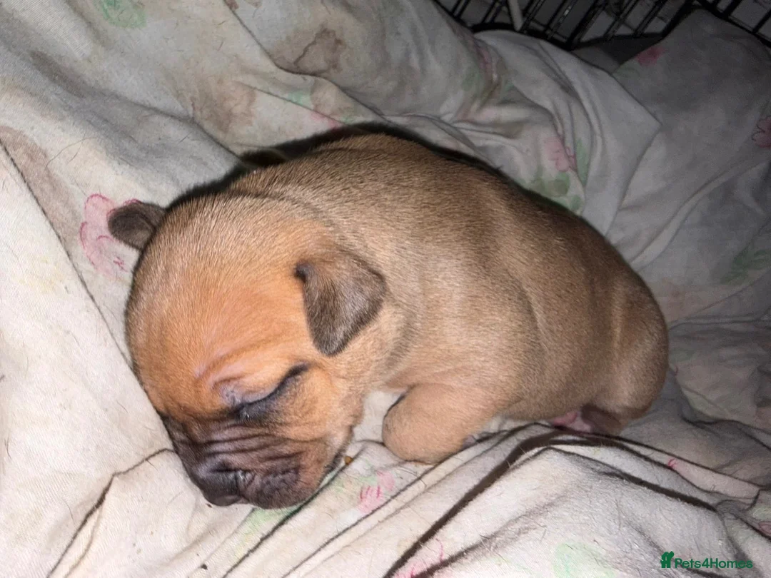 Staffordshire Bull Terrier dogs for sale: Staffy puppies  in London - Advert 2