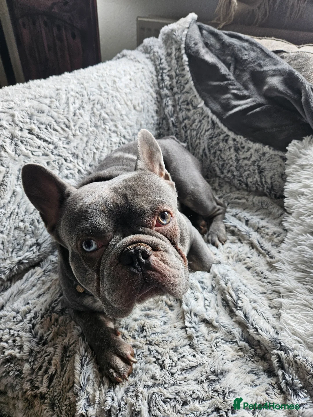French Bulldog dogs for sale: 2 year old French bulldog for sale - Advert 4