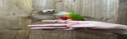 Conures birds for sale: Baby Pineapple conure  - Advert 10