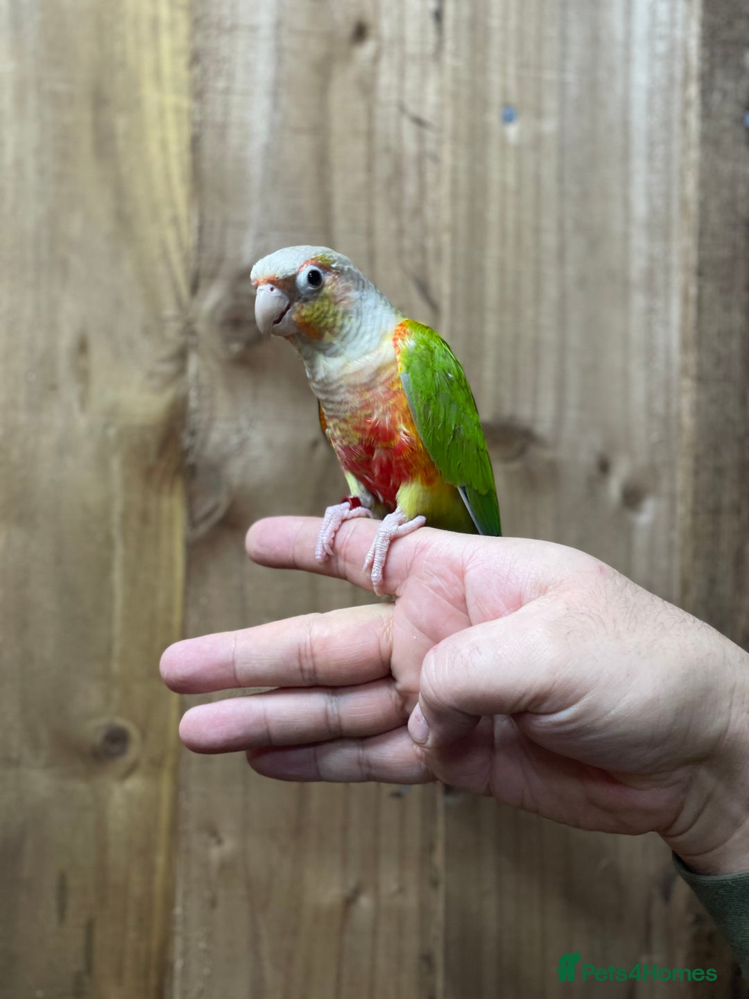 Conures birds for sale: Baby Pineapple conure  - Advert 10