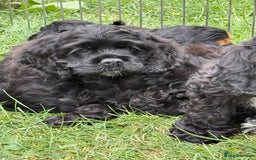 American Cocker Spaniel dogs for sale: Quality American Cocker spaniel puppies  - Image 5