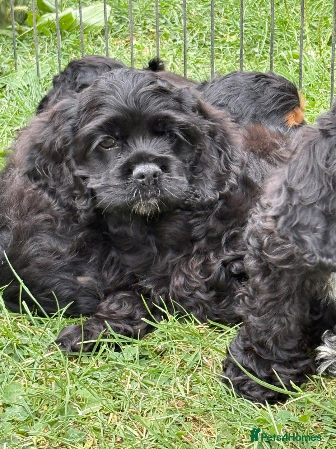 American Cocker Spaniel dogs for sale: Quality American Cocker spaniel puppies  - Image 5