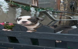 Olde English Bulldogge dogs for sale: Olde English bulldogs puppies READY to leave - Image 30