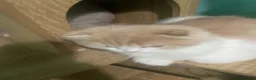 Scottish Fold cats for sale: Scottish fold - Advert 6