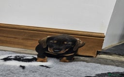 Dachshund dogs for sale: Kc wirehaired daschund puppies  - Image 2