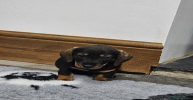 Dachshund dogs - Advert 11