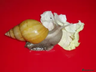 Snails invertebrates RODATZI GIANT AFRICAN LAND SNAILS - Advert 22