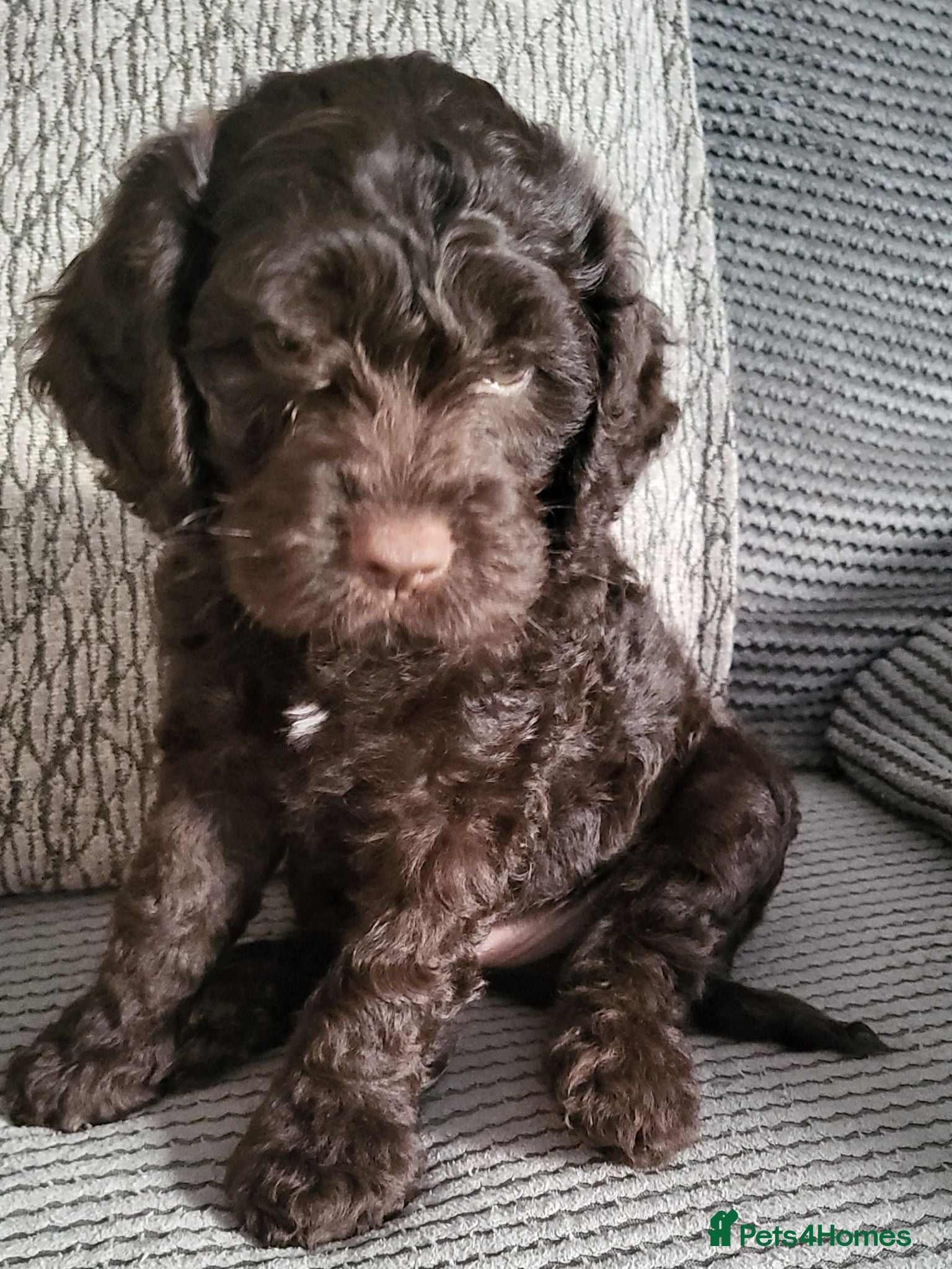 Cockapoo dogs Cockapoo puppies - Advert 2