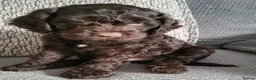 Cockapoo dogs for sale: Cockapoo puppies - Advert 21
