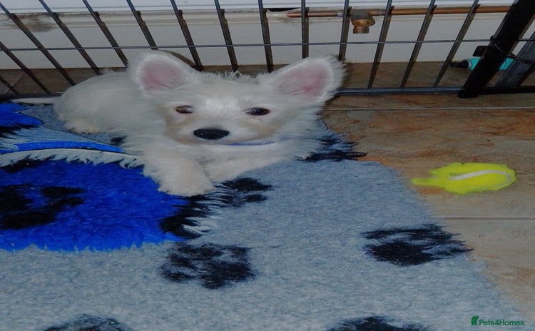 West Highland Terrier dogs - Advert 12