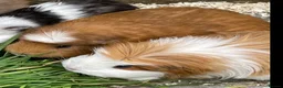 Guinea Pig rodents for sale: 2 female guinea pigs needing a loving home in Teddington - Advert 1
