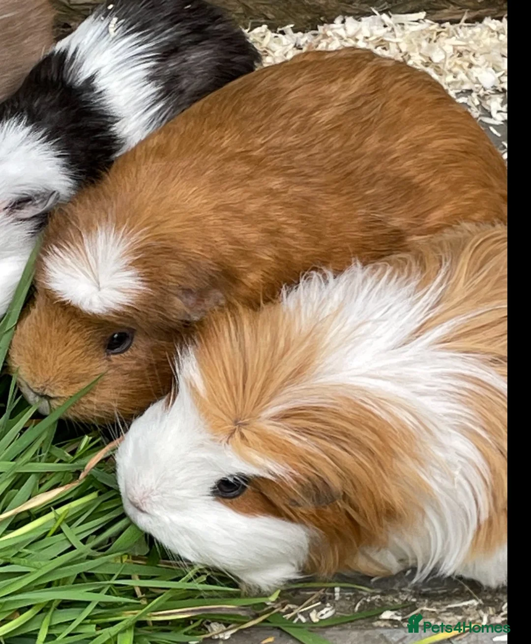 Guinea Pig rodents for sale: 2 female guinea pigs needing a loving home in Teddington - Advert 1