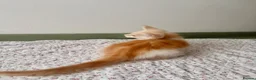 Maine Coon cats for sale: Polydactyl Full Maine Coon Kittens - Advert 10