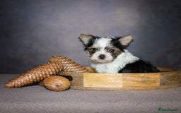 Yorkshire Terrier dogs for sale: Colorful Yorkshire Terrier puppies for sale - Image 3