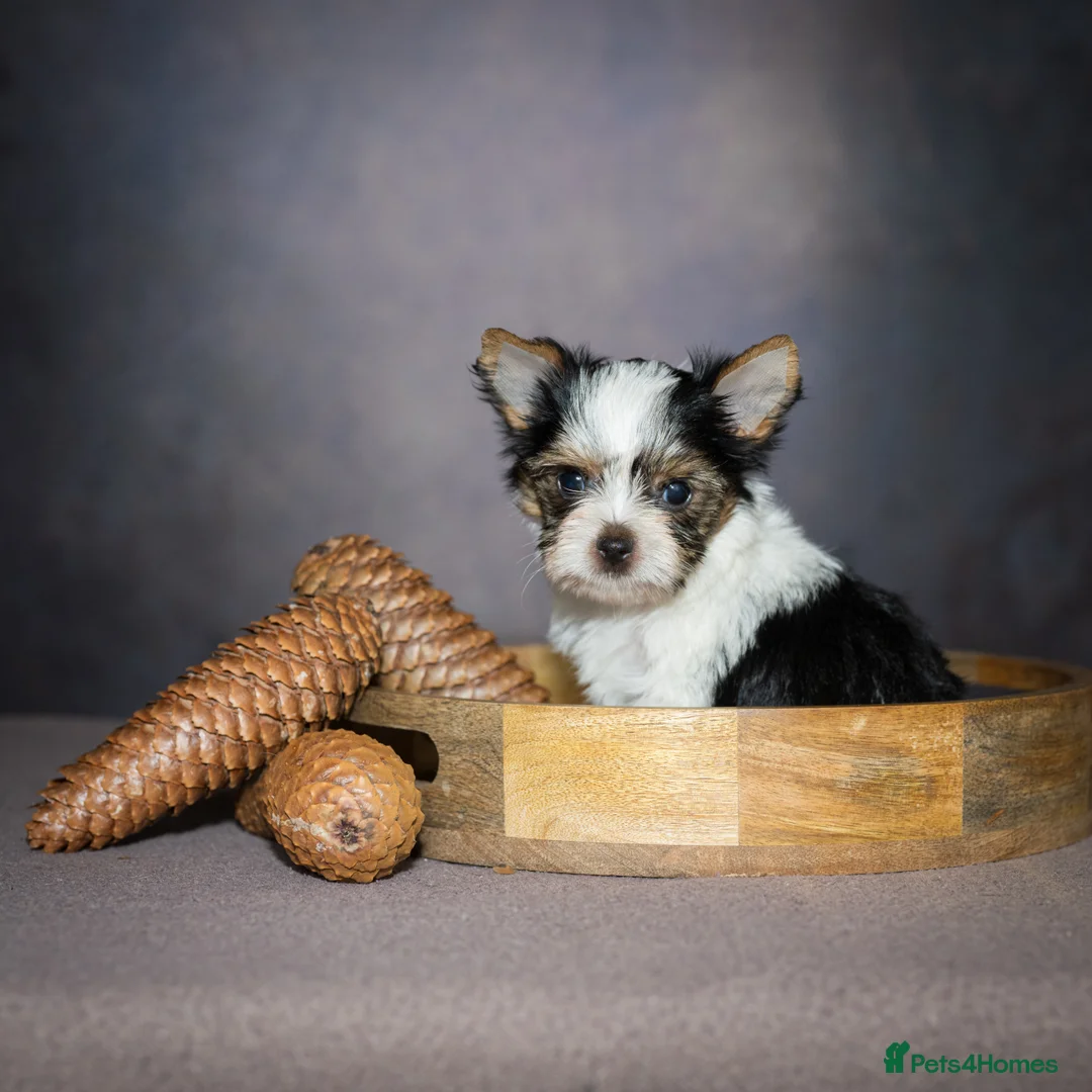 Yorkshire Terrier dogs for sale: Colorful Yorkshire Terrier puppies for sale - Advert 18