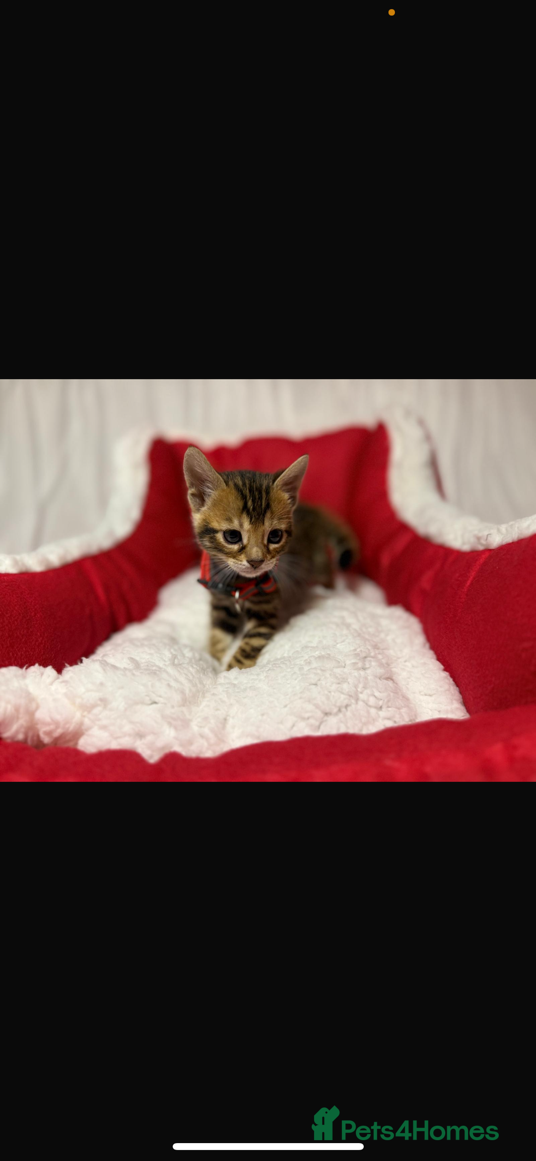 Bengal cats for sale: 🐆Bella's Bengals🐆 - Advert 23