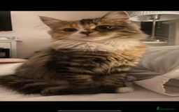 Mixed Breed cats for sale: 5 Beautiful fluffy kittens ready to be re-homed ❤️ - Image 30