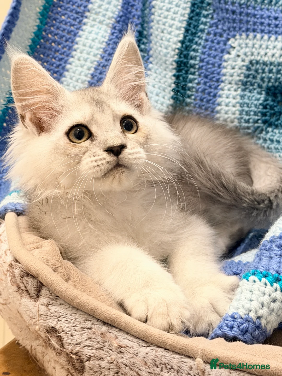 Maine Coon cats for sale: 🐾💠 *TICA REG* SILVER MAINE COON KITTENS 💠🐾 - Advert 1