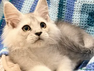 Maine Coon cats 🐾💠 *TICA REG* SILVER MAINE COON KITTENS 💠🐾 - Advert 6