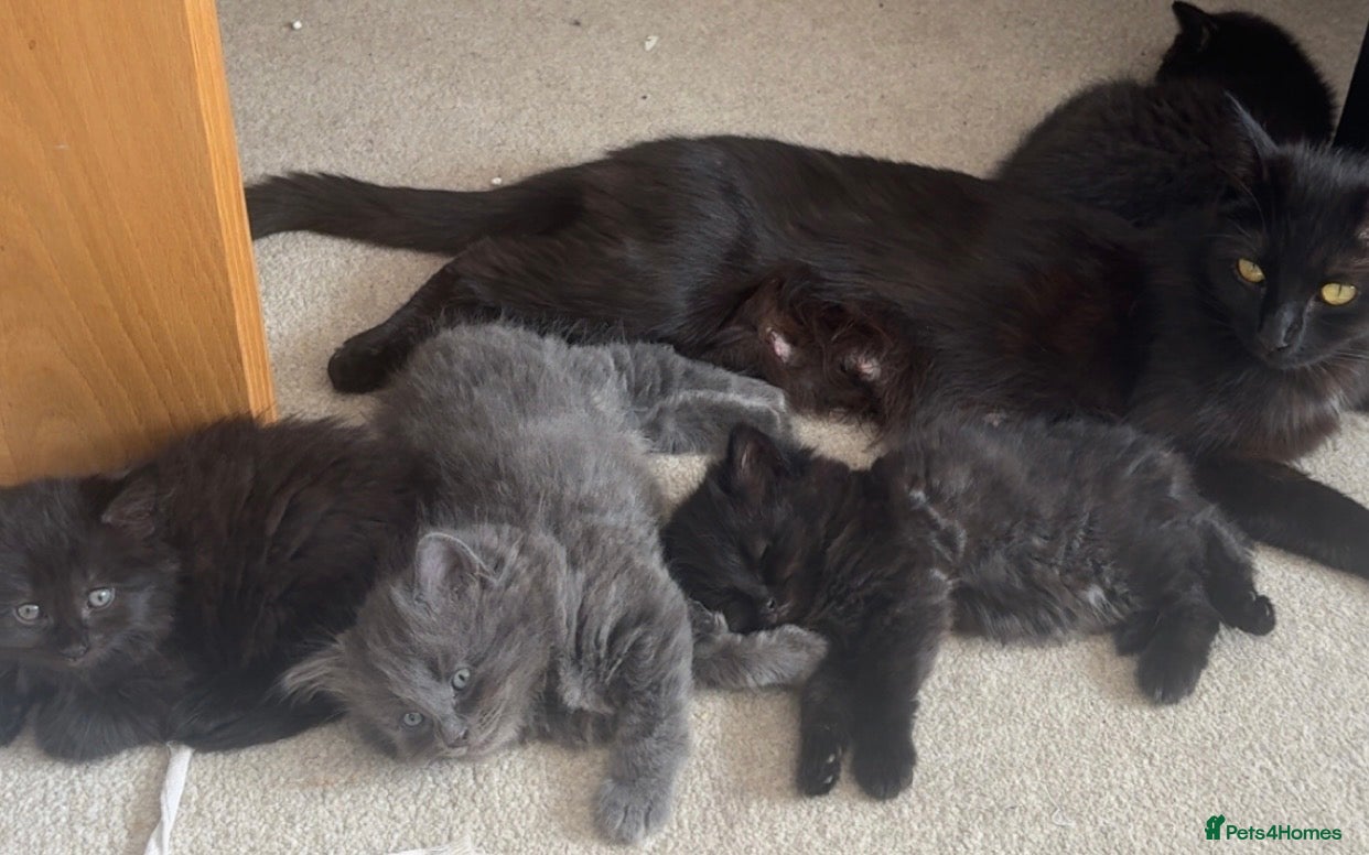 British Shorthair cats Beautiful BSH kittens - Advert 1