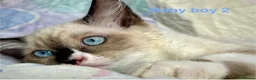 Ragdoll cats for sale: Socialised Baby Ragdoll Kittens ready now  - Advert 6