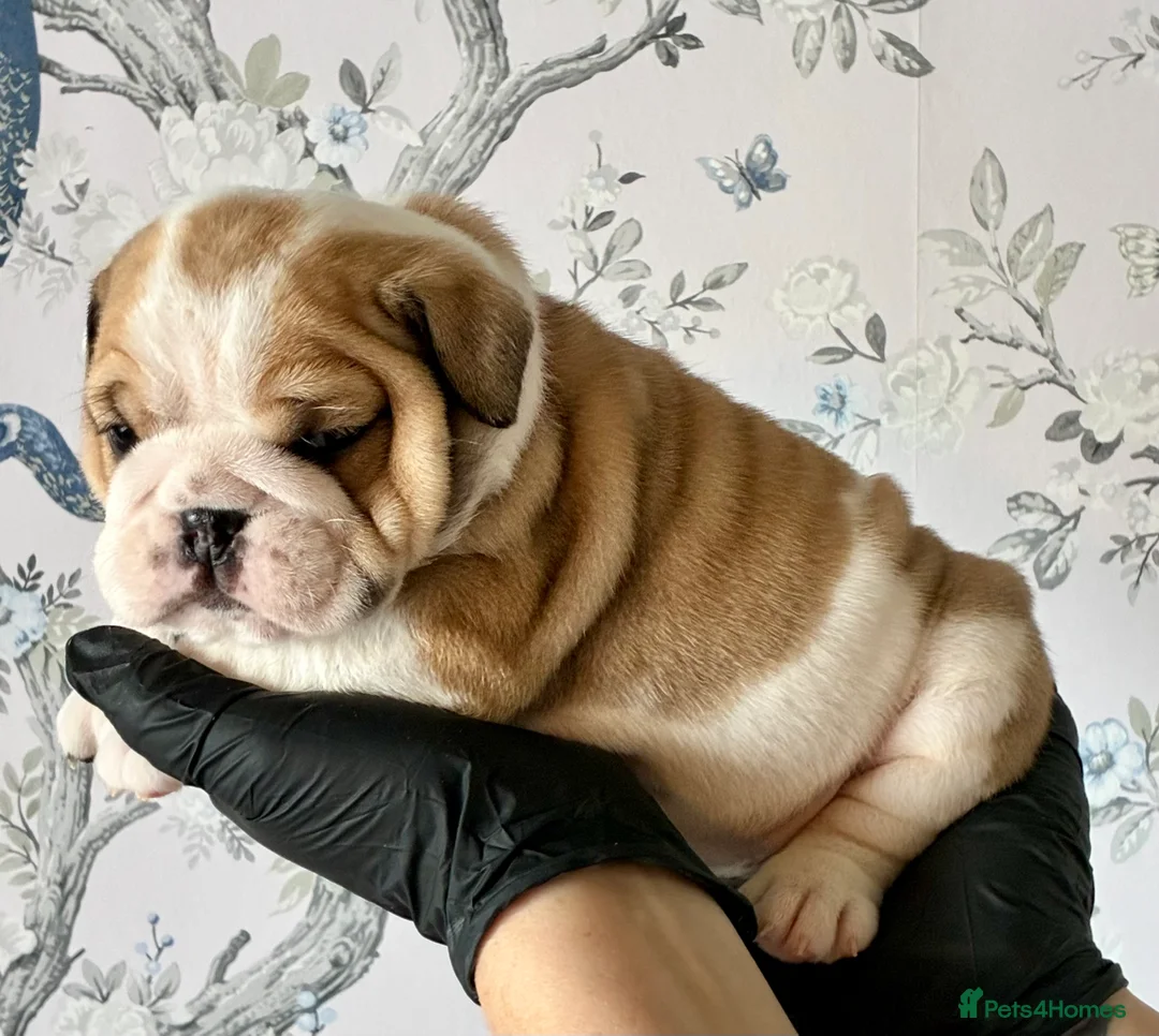 English Bulldog dogs for sale: English Bulldogs in Spalding - Advert 5
