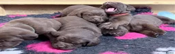 Labrador Retriever dogs for sale: Chunky KC Registered Chocolate Labrador Puppies - Advert 7