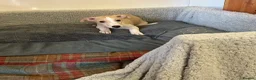 Whippet dogs for sale: Whippet in Doncaster - Advert 6