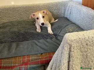 Whippet dogs Whippet - Advert 3