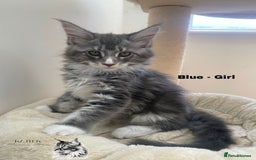 Maine Coon cats for sale: Xxl Maine coons  - Image 7