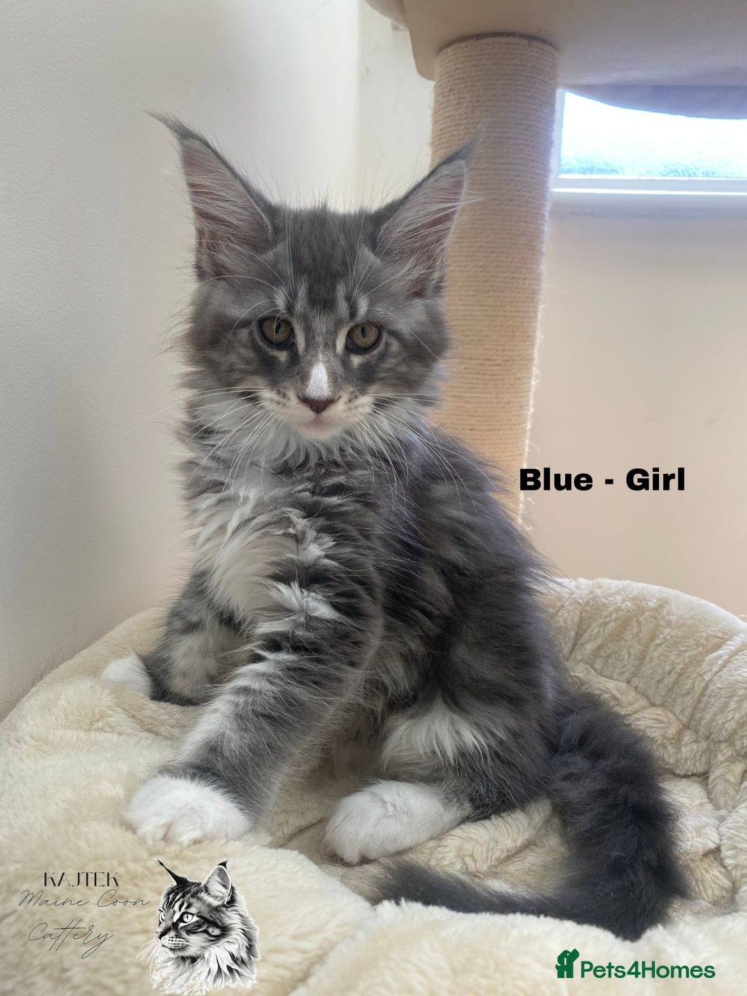 Maine Coon cats for sale: Xxl Maine coons  - Image 7