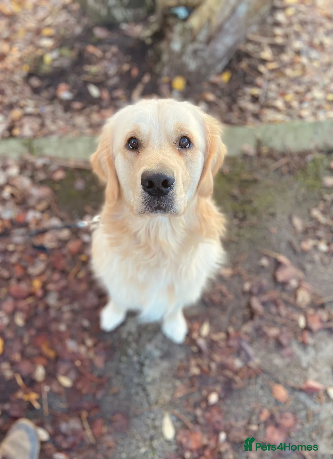 Golden Retriever dogs for stud: Simba~Golden Retriever Stud Available - Advert 9