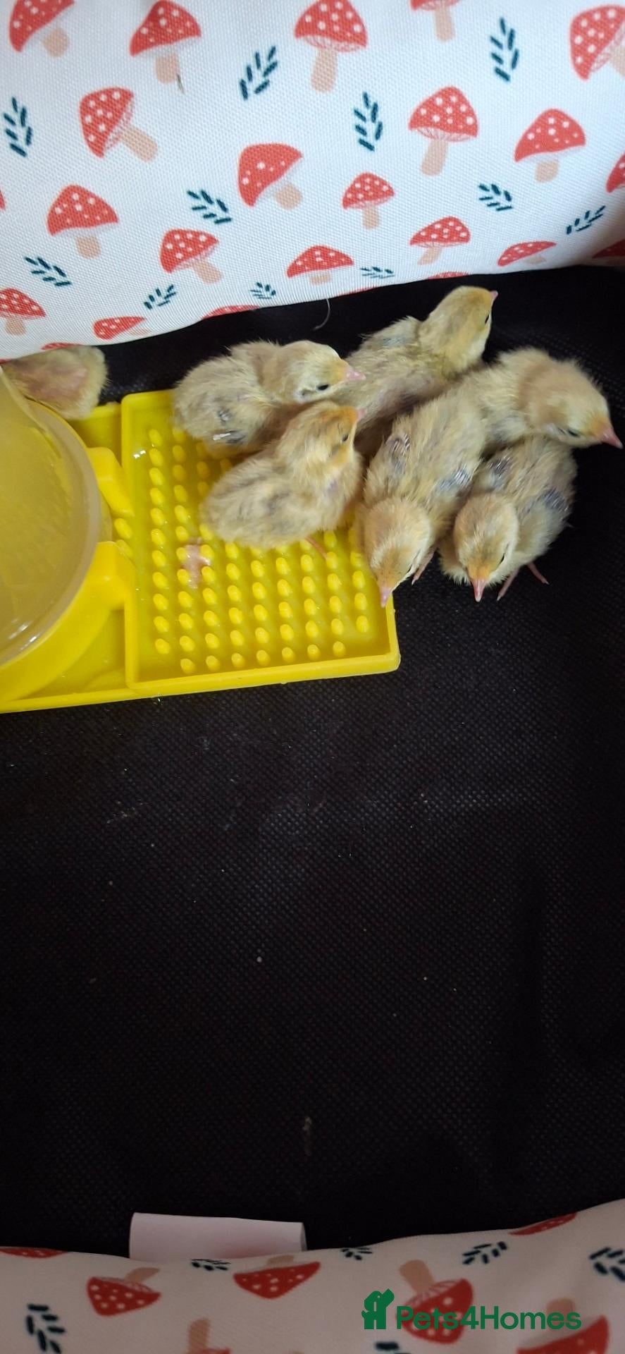 Quail poultry Silver Button Quail - Advert 1