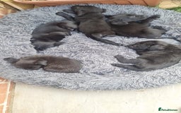 Mixed Breed dogs for sale: Gorgeous Black Poogledoodles Kid-Friendly Beauties - Image 6