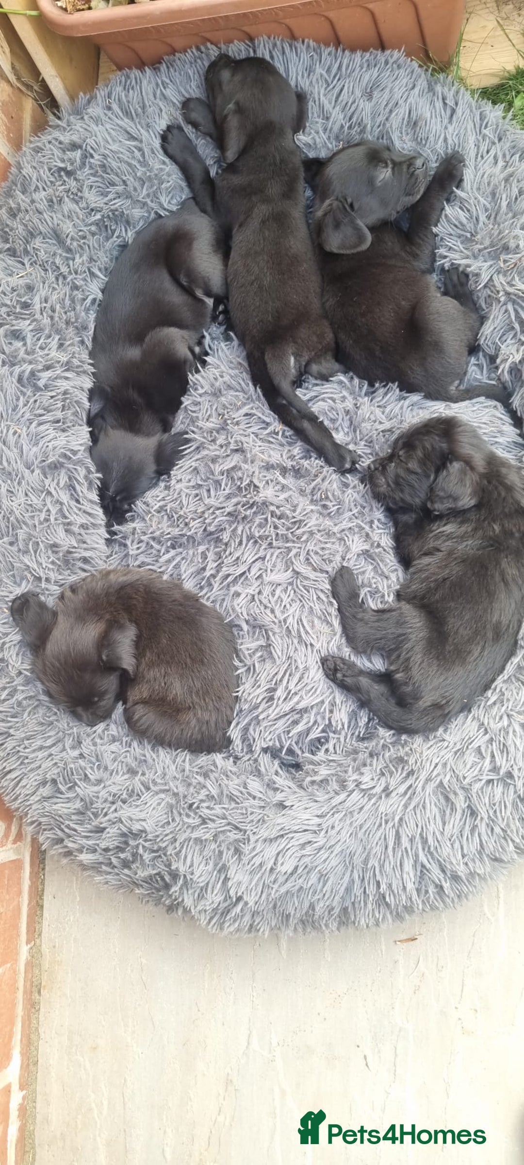 Mixed Breed dogs for sale: Gorgeous Black Poogledoodles Kid-Friendly Beauties - Image 6