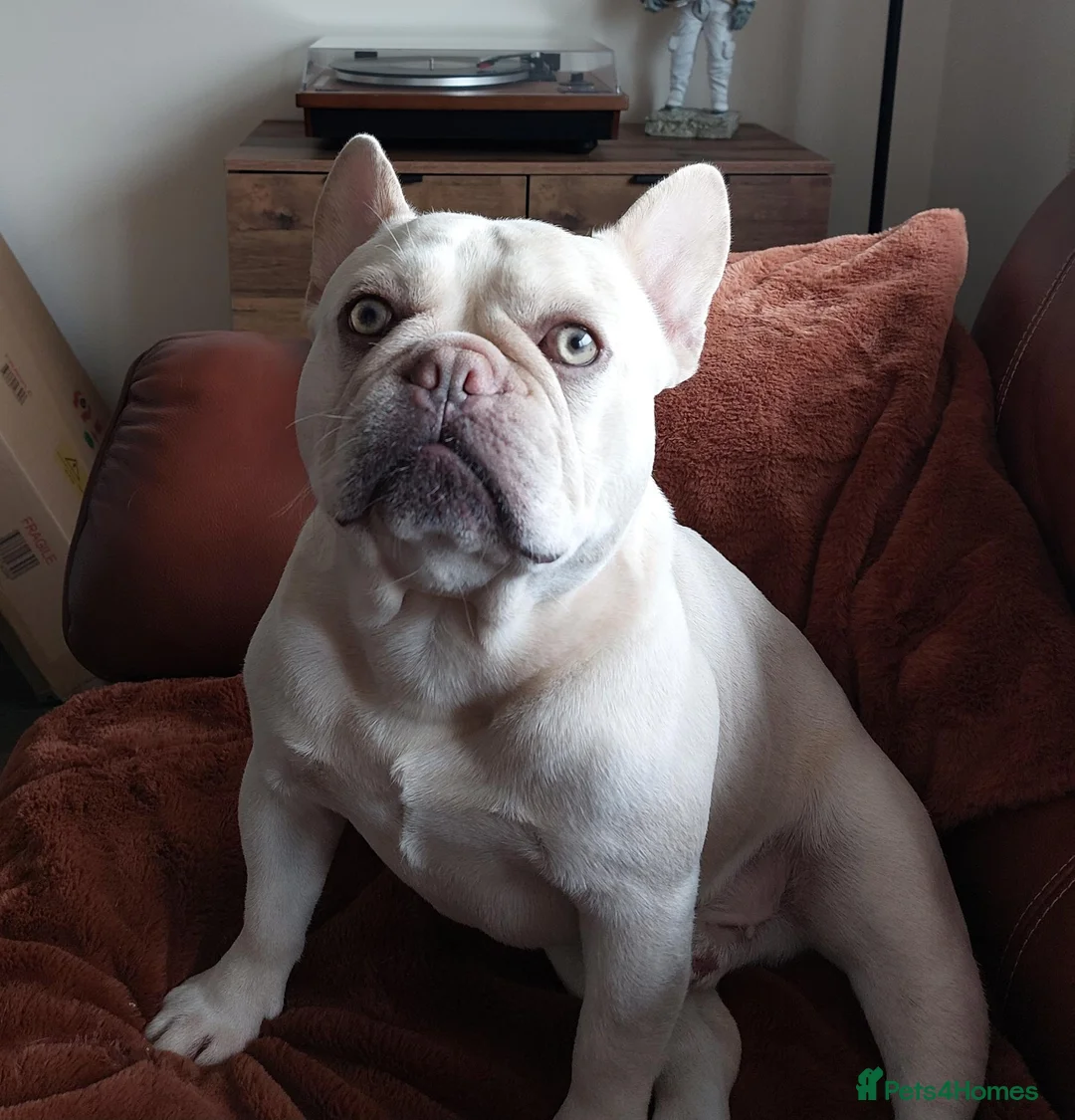 French Bulldog dogs for stud: French bulldog Stud  in Sheffield - Advert 1