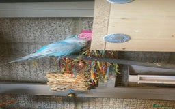 Budgerigars birds for sale: 11 budgies and 1 cocktails  - Image 9