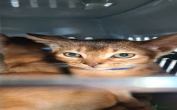Abyssinian cats for sale: Pedigree abysinnian kittens - Image 13