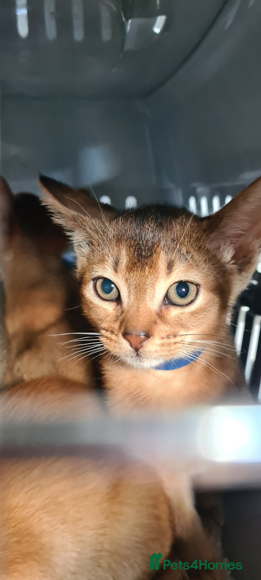 Abyssinian cats for sale: Pedigree abysinnian kittens - Image 13