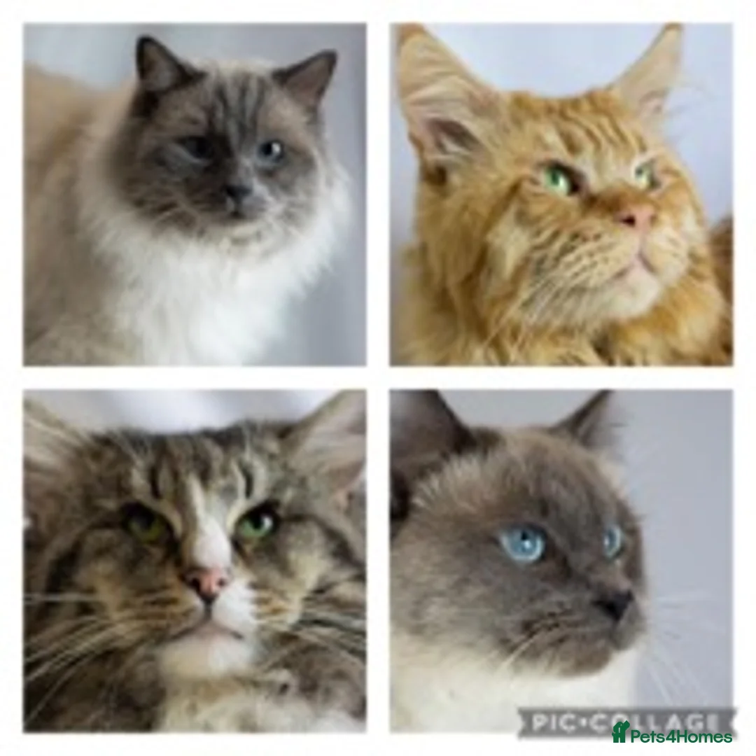 Maine Coon cats for stud: studs available  in Brighouse - Advert 2