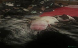 Cocker Spaniel dogs for sale: Gorgeous Cocker Spaniel Puppies - Image 10