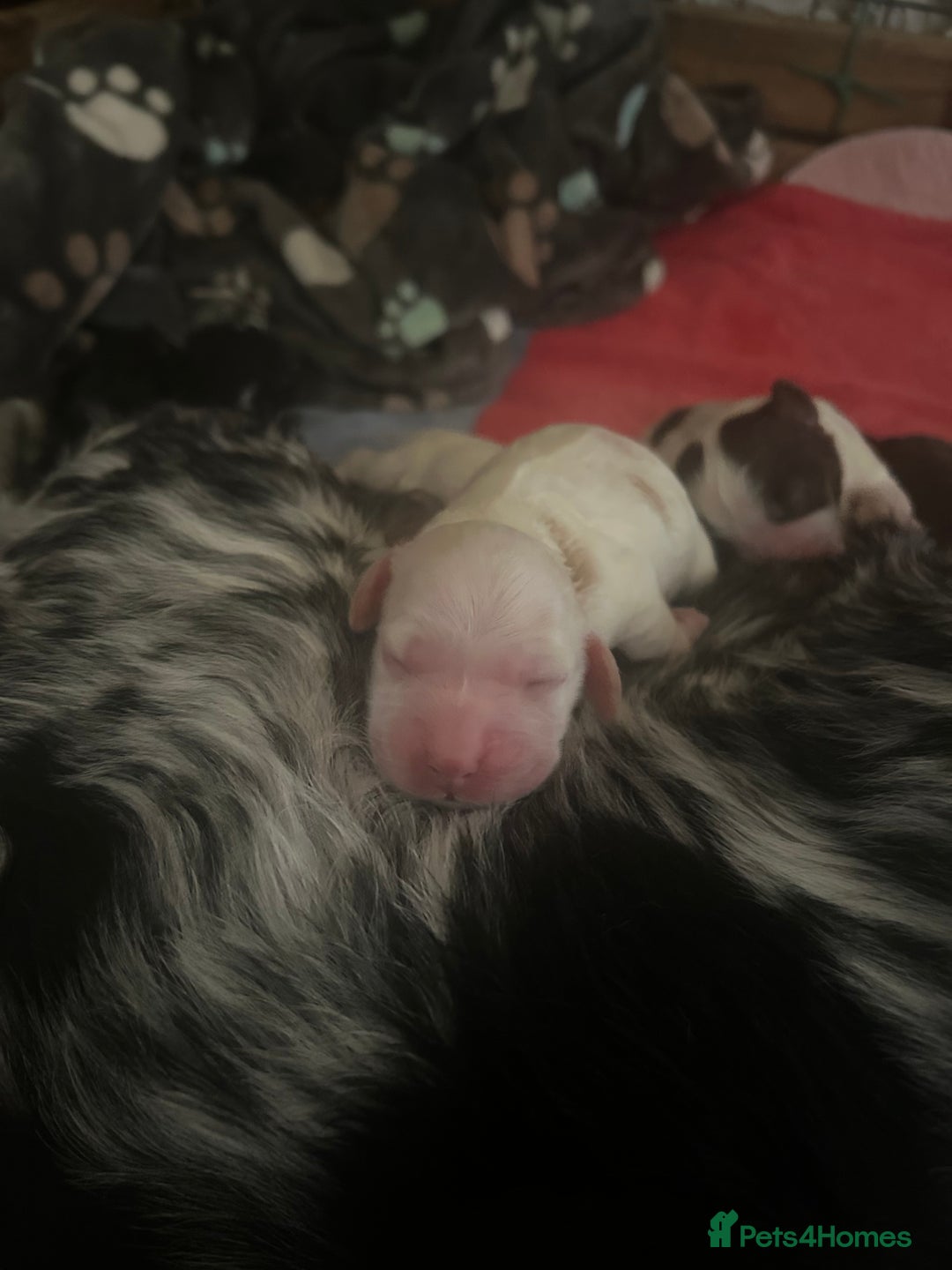 Cocker Spaniel dogs for sale: Gorgeous Cocker Spaniel Puppies - Image 10