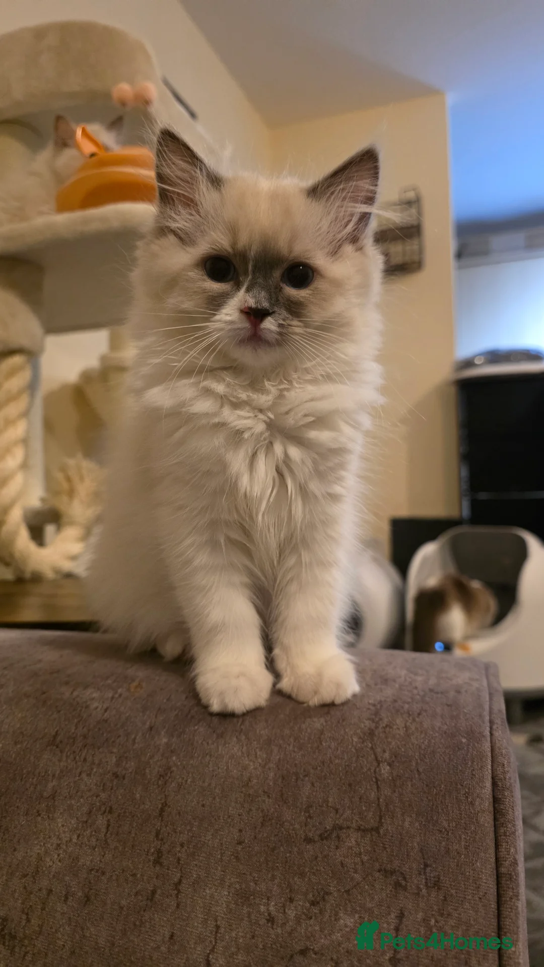 Ragdoll cats for sale: Beautiful Blue Bicolour Female  - Advert 3