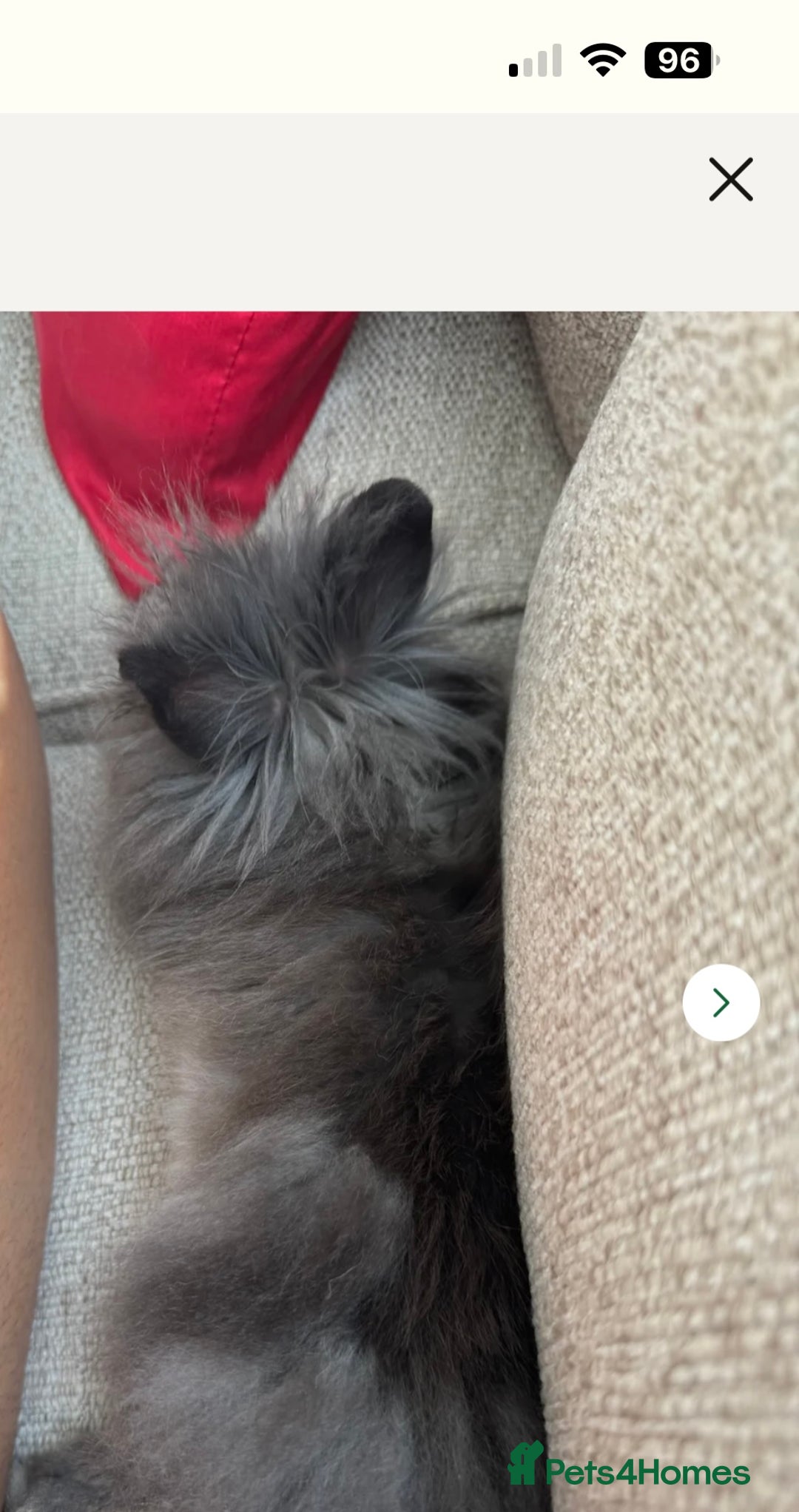 Mini Lion Lop rabbits for sale: Sweet little boy looking for a new home  - Image 2