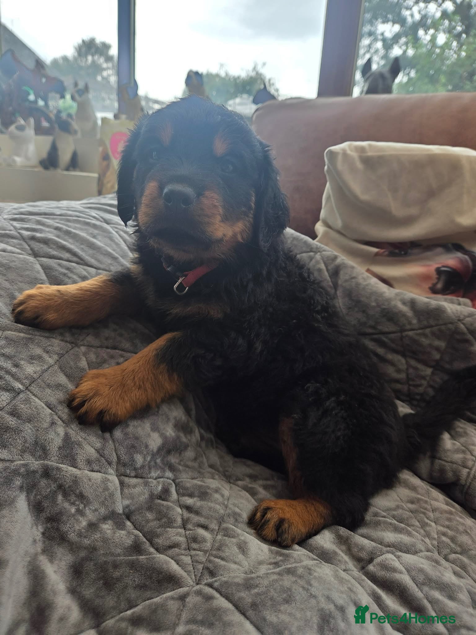 Rottweiler dogs Long haired Rottweiler  - Advert 1