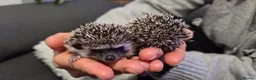 Pygmy Hedgehog rodents for sale: Two females African pigmy hedgehog  - Advert 8