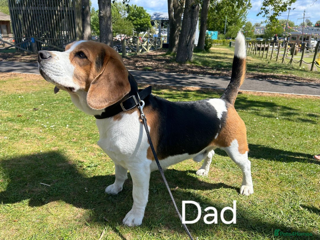 Beagle dogs for sale: 2 beagle puppies left, ready now ❤️ in Warrington - Image 20