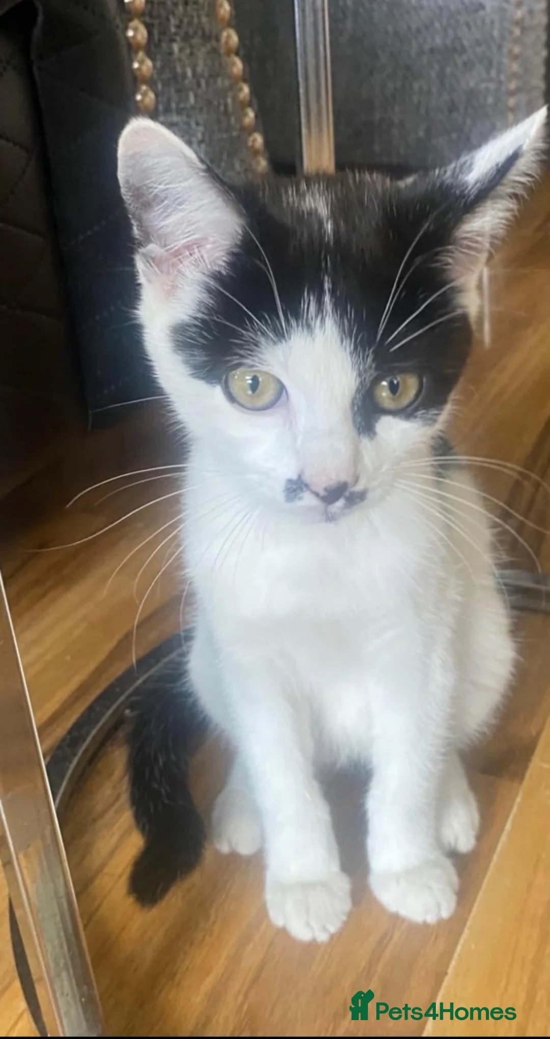Domestic Shorthair cats for sale: Kitten for sale  in Birmingham - Advert 3