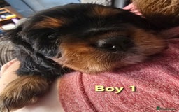 Cavalier King Charles Spaniel dogs for sale: Stunningly beautiful Cavalier King Charles Puppies - Advert 6