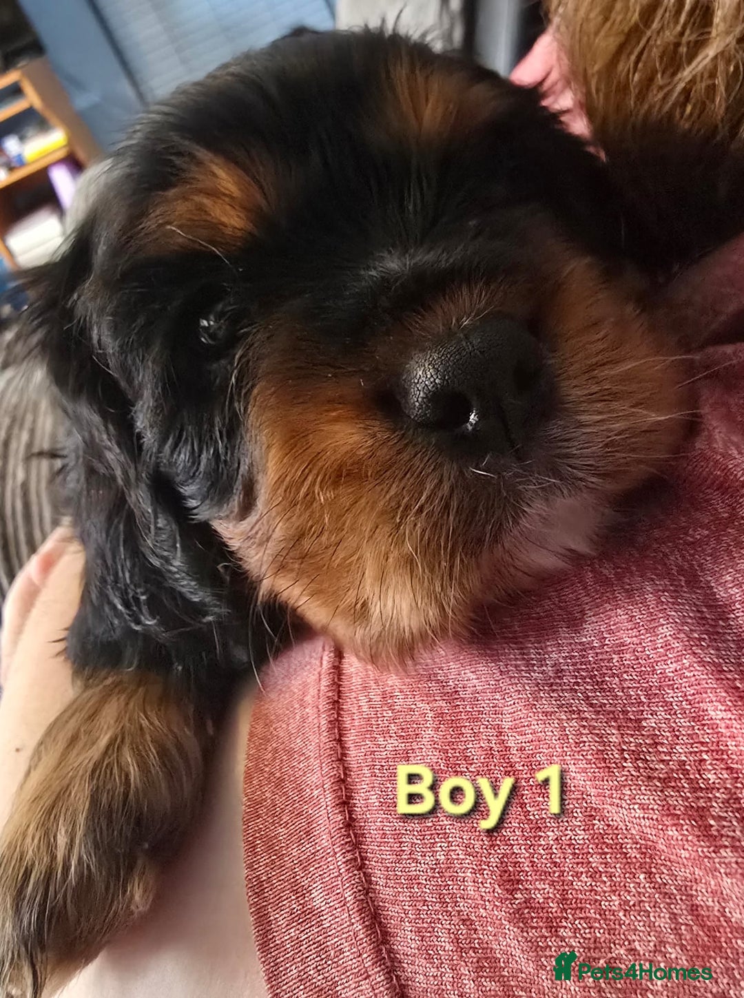 Cavalier King Charles Spaniel dogs for sale: Stunningly beautiful Cavalier King Charles Puppies - Advert 6